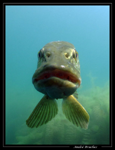 face à face avec mister pike by André Bruchez 